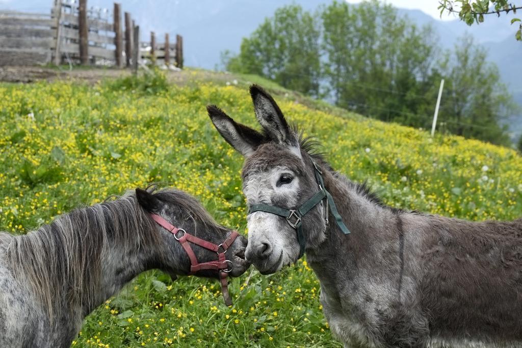 Christernhof Villa Maria Alm am Steinernen Meer Kültér fotó